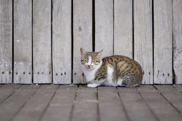 Fototapeta premium Cat on wooden floor 2
