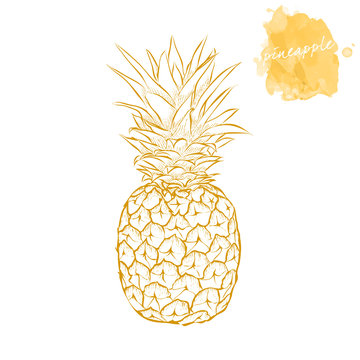 Ripe pineapple on a white background.  Hand drawn harvest sketch set.  Engraved drawing. Design elements for banner, cover, label, package, promote.