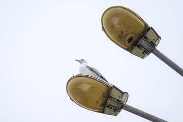 Seagull on the lamp 2