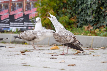 Seagulls on the street fighting for food 1