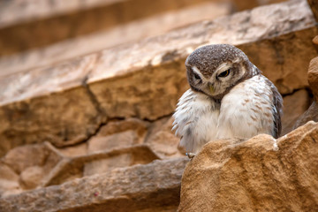 Spotted owlet or Athene brama