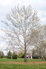 Autumn mood in park 1