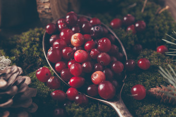  cranberry berries in a large spoon and moss © yakovlevadaria