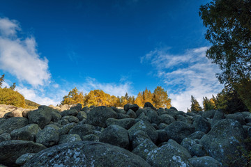 autumn forest on hillside. beautiful nature