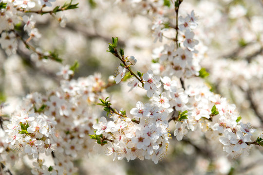 Blooming branches of plum tree in a spring garden - selective focus