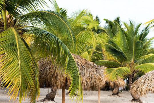 A view of the palm trees on a sandy beach in Punta Cana, La Altagracia, Dominican Republic. Copy space for text.