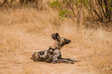 Afrikanische Wildhunde in der Savanne vom in Simbabwe, Südafrika