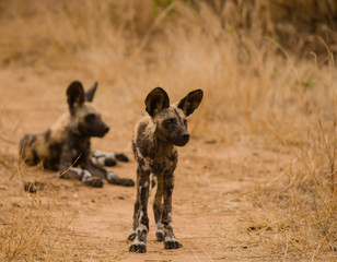 Afrikanische Wildhunde in der Savanne vom in Simbabwe, Südafrika