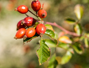 Dog-rose on a branch close-up, Siurana, Catalunya, Spain. Blurred background.