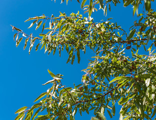 Ripe almonds on the tree branch, Siurana, Catalunya, Spain. Isolated on blue background.