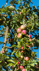 Ripe apple on a tree branch in a garden, Siurana, Catalunya, Spain. Isolated on blue background.