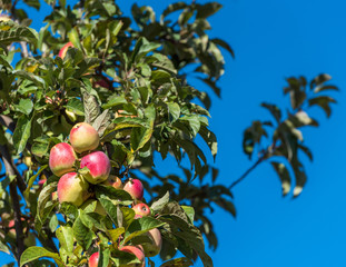 Ripe apple on a tree branch in a garden, Siurana, Catalunya, Spain. Isolated on blue background.