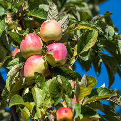 Ripe apple on a tree branch in a garden, Siurana, Catalunya, Spain. Isolated on blue background. Close-up.