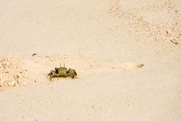Crab on a sandy beach, Maldives, Indian Ocean. Copy space for text.