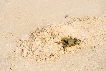Crab on a sandy beach, Maldives, Indian Ocean. Copy space for text.