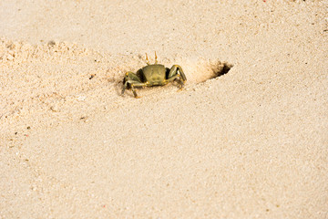 Crab on a sandy beach, Maldives, Indian Ocean. Copy space for text.