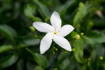 Fototapeta na wymiar Beautiful White flowers