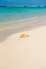Fototapeta na wymiar Seashell on the sandy beach, Maldives, Indian Ocean. Copy space for text. Vertical.