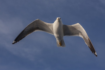 seagull