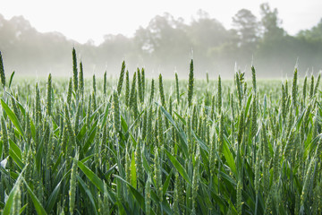 Corn Field in Morning Fog