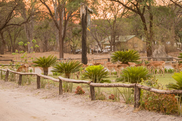 Kudus in einem Dorf in Simbabwe Südafrika