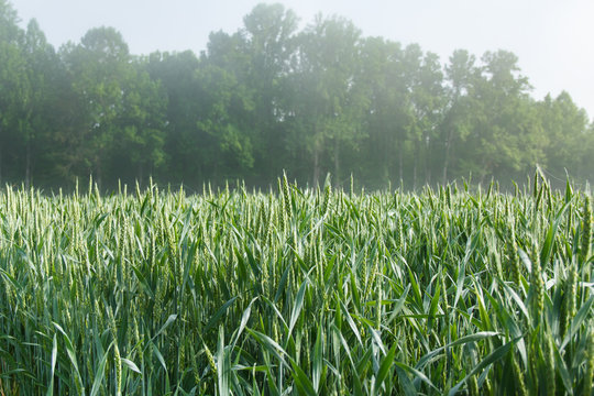 Corn Field in Morning Fog