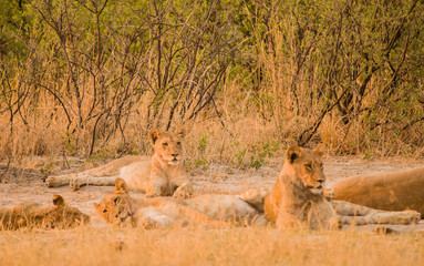 Löwin in der Savanne vom in Simbabwe, Südafrika