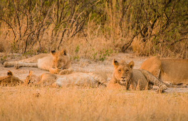 Fototapeta na wymiar Löwin in der Savanne vom in Simbabwe, Südafrika