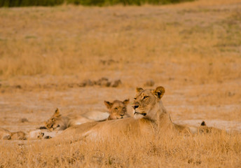 Löwin in der Savanne vom in Simbabwe, Südafrika