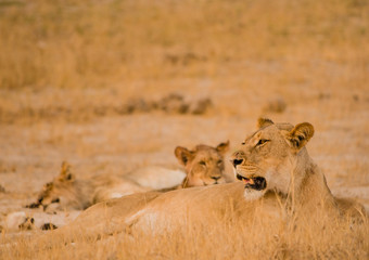 Löwin in der Savanne vom in Simbabwe, Südafrika
