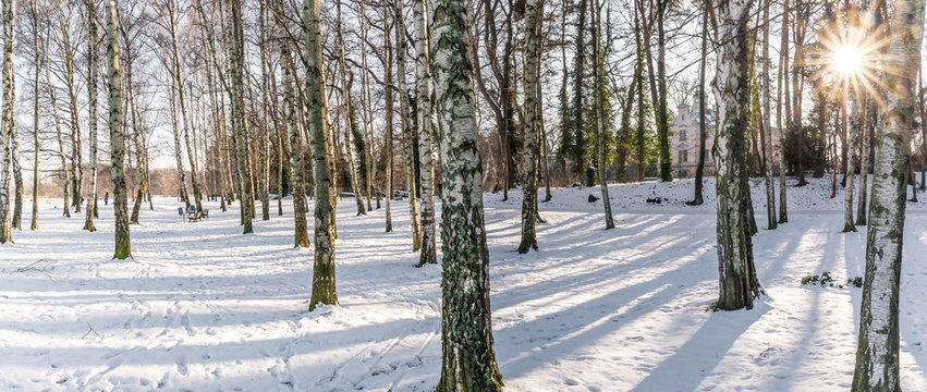 Sonnenstrahlen im winterlichen Birkenwald