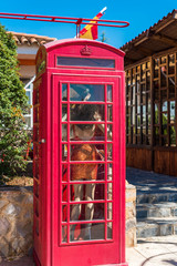 Fototapeta premium View of the English telephone booth in province Guadalajara, Spain. Copy space for text. Vertical.