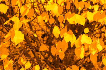 Autumn inside a tree. Yellow feaves illuminated by a lamppost.