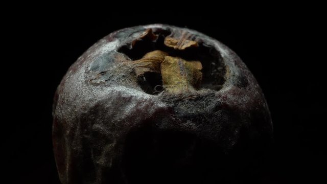 Rotten Medlar in rotation