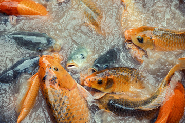carp koi fighting for food