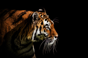 the tiger