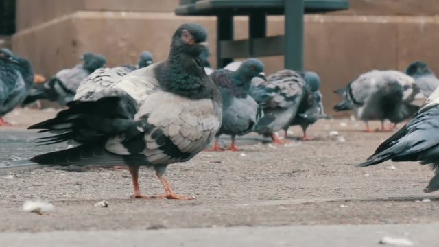Large flock of pigeons in the park that the elderly woman feeds