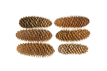 pine cones lot isolated on white background