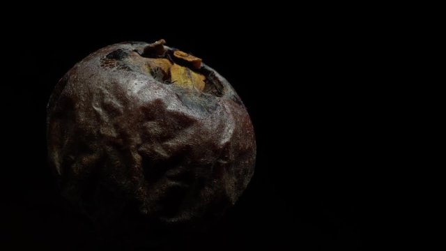 Rotten Medlar in rotation