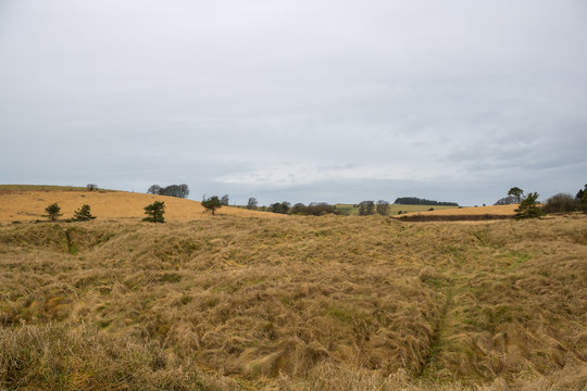 Grass habitat on a cold day