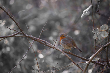 Winter Robin