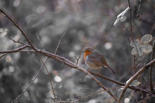 Winter Robin