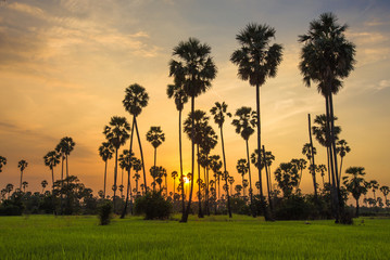 Sugar palm trees on twilight sunset time