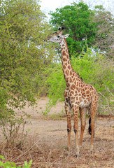 Full Frame Thornicroft Giraffe, (Giraffa camelopardalis), feeding from a succulent green bushwith oxpekers perched on it's neck  in south Luangwa National Park, Zambia, Southern Africa