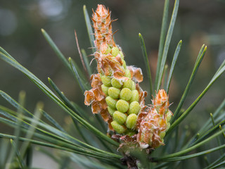 Buds of a young pine