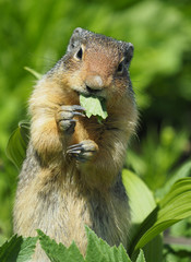 Closeup of a Columbia Ground Squirrel
