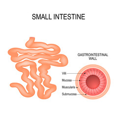 small intestine. Human anatomy