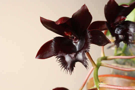 black orchid Fredklarkeara Midnight Lace
