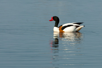 Common Shelduck in Sweden