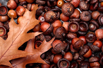Fototapeta premium Texture of dried acorn with oak leaves. Background.Closeup.A lot of acorn.Autumn background
